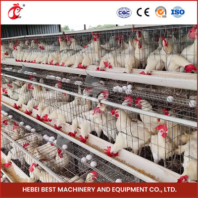 96 Birds Automatic Chicken Cage Equipment Battery Egg Layer Cage For Laying Hens In Nigeria Iris