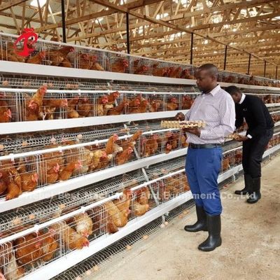 A Type And H Type Automatic Drinking System For Layers Poultry Layer Cage Adela