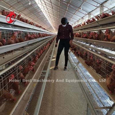 A Type Automatic Poultry Farming Cage System For Layers Star