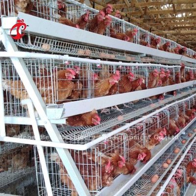 Automatic Layer Battery Cage System Commercial Layer Chicken Cage 3 Tiers Hot Sale Rose