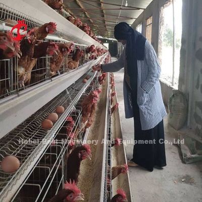 6 Tiers Chicken Cage Broiler Poultry Equipment for Optimal Space Utilization and Automation Doris