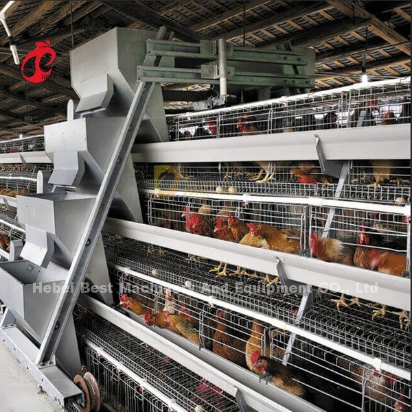 A Type Automatic Poultry Farming Cage System For Layers Star